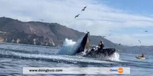 Video :  Une Baleine À Bosse Avale Et Recrache Deux Femmes 