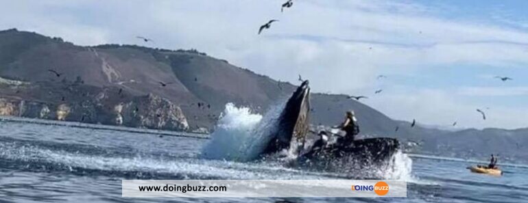 Video :  Une Baleine À Bosse Avale Et Recrache Deux Femmes 