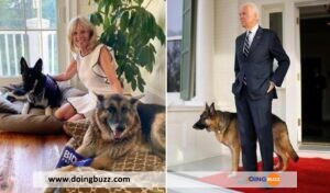 Joe Biden Se Sépare De Son Chien Commander Après Une Série D&Rsquo;Attaques