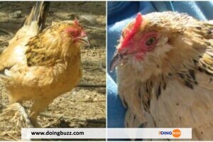 Insolite En Côte D&Rsquo;Ivoire : Un Poulet Vendu À 2 Millions De Fcfa