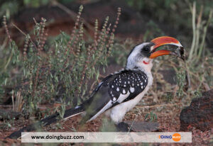 Les Oiseaux Qui « Parlent » : Le Mystérieux Dialecte Des Perroquets Du Kenya