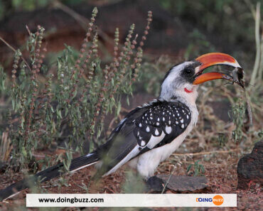 Les Oiseaux Qui « Parlent » : Le Mystérieux Dialecte Des Perroquets Du Kenya