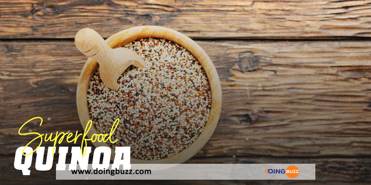 Le Quinoa : Tout Ce Que Vous Devez Savoir Sur Ce Riche Aliment