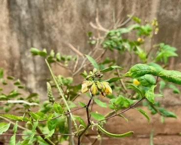 Le kinkéliba : Les propriétés et bienfaits de cette plante sur la santé
