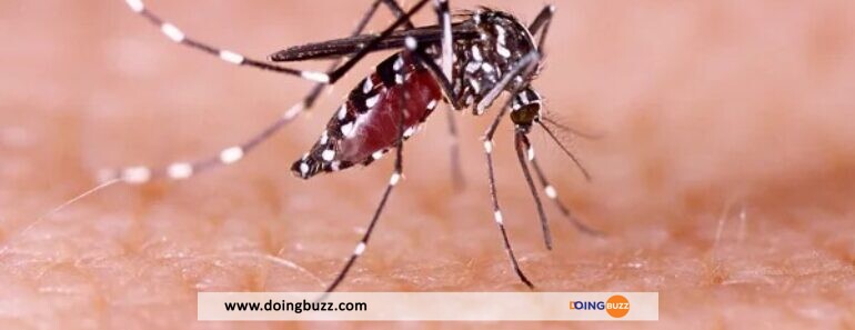 Le 1ᵉʳ Vaccin Contre Le Chikungunya Approuvé Par Les États-Unis