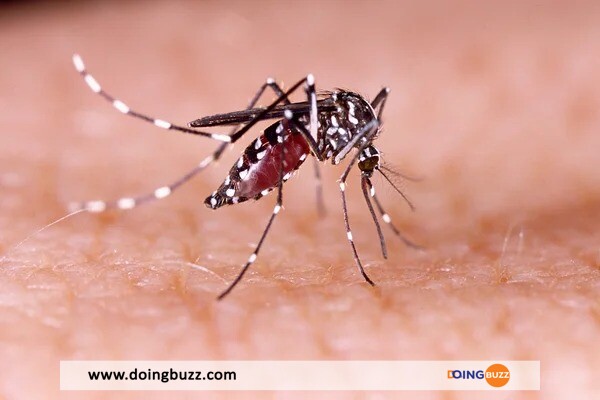 Le 1ᵉʳ Vaccin Contre Le Chikungunya Approuvé Par Les États-Unis