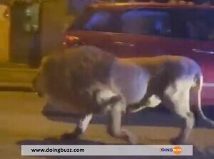 Rome : Un Lion Évadé Sème La Terreur Dans Les Rues (Video)