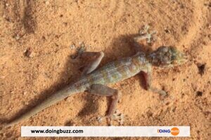 Le Piment De Cayenne : Un Puissant Répulsif Contre Les Lézards Et Geckos