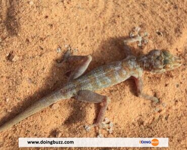 Le Piment De Cayenne : Un Puissant Répulsif Contre Les Lézards Et Geckos
