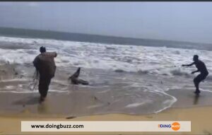 Côte D&Rsquo;Ivoire : Un Crocodile En Visite Sur Une Plage (Video)