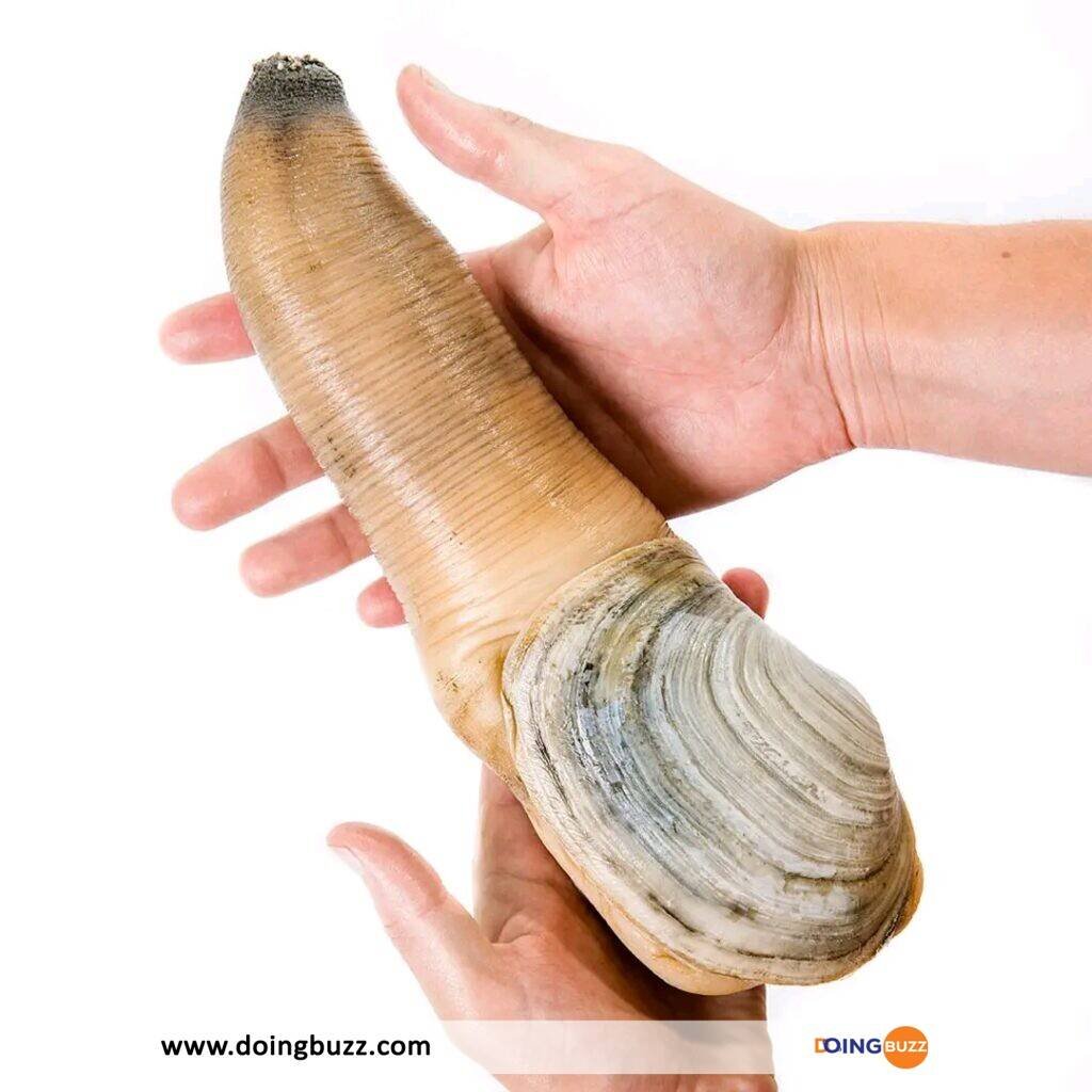 Le panope, un étrange animal en forme de pénis