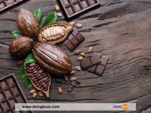 Pourquoi Les Producteurs De Cacao Camerounais Gagnent Trois Fois Plus Que Ceux De Côte D&Rsquo;Ivoire?