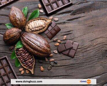 Pourquoi Les Producteurs De Cacao Camerounais Gagnent Trois Fois Plus Que Ceux De Côte D&Rsquo;Ivoire?