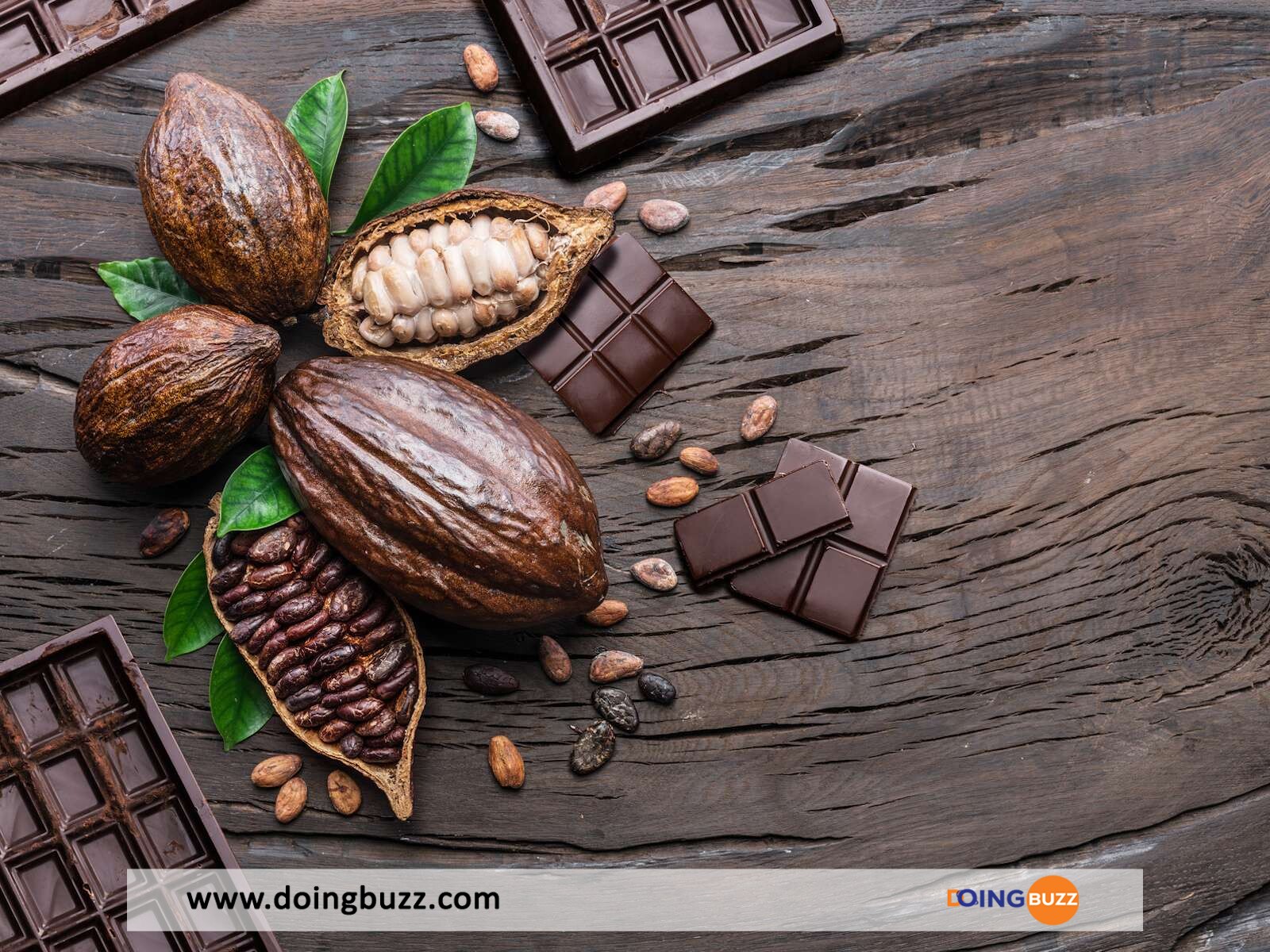 Pourquoi Les Producteurs De Cacao Camerounais Gagnent Trois Fois Plus Que Ceux De Côte D'Ivoire?