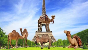 Polémique Autour D&Rsquo;Un Défilé De Chameaux Près De La Tour Eiffel