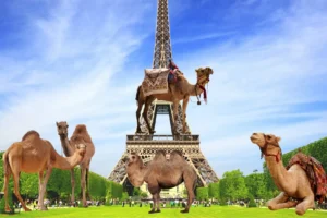 Polémique Autour D&Rsquo;Un Défilé De Chameaux Près De La Tour Eiffel