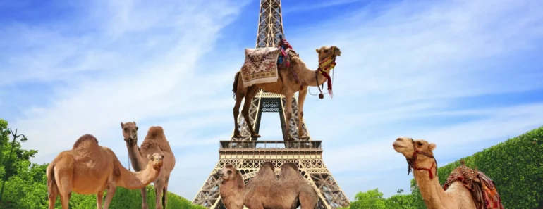 Polémique Autour D&Rsquo;Un Défilé De Chameaux Près De La Tour Eiffel