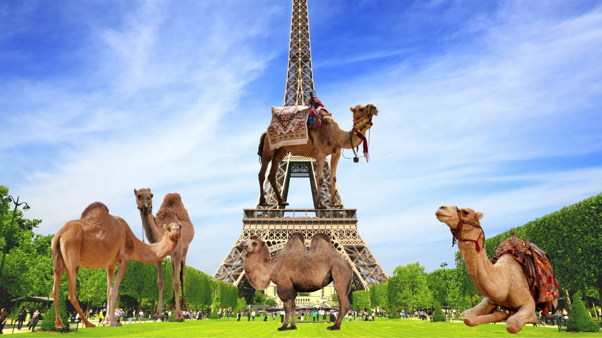 Polémique Autour D'Un Défilé De Chameaux Près De La Tour Eiffel