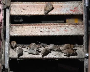 New York Envisage Un Planning Familial Pour Les Rats Pour Lutter Contre Leur Surpopulation