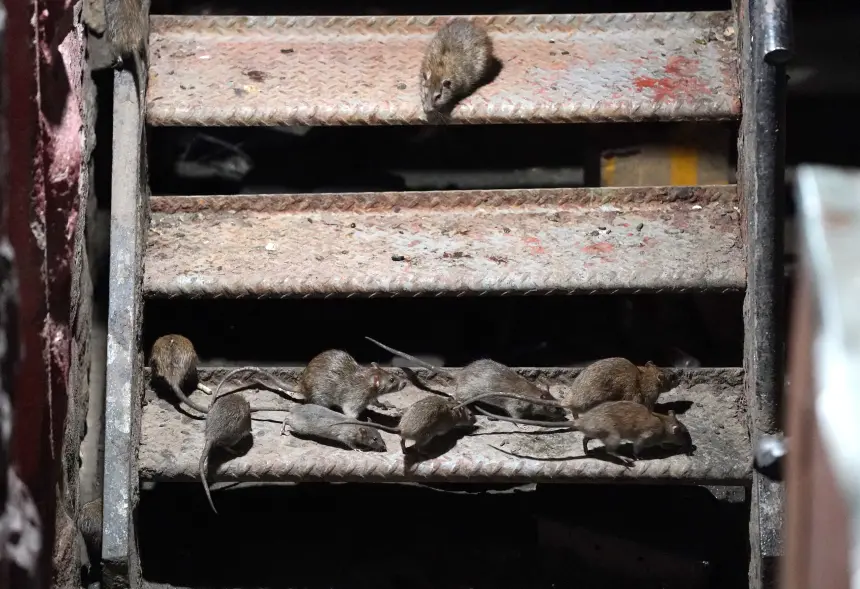General View Rats Near Garbage 13703562