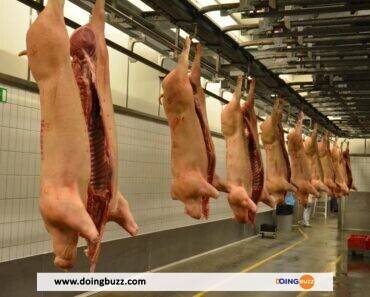 Scandale En Plein Ramadan : De La Viande De Porc Retrouvée Au Siège Du Cfcm