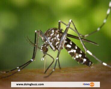 L&Rsquo;Oms Approuve Un Deuxième Vaccin Contre La Dengue