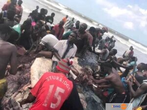 Nigéria : Les Habitants De Bayelsa Massacrent Une Baleine Géante (Photos)