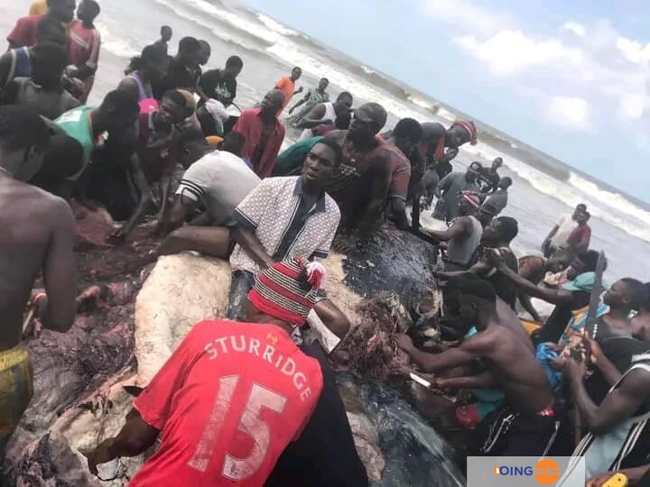 Nigéria : Les Habitants De Bayelsa Massacrent Une Baleine Géante (Video)