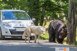 Tragédie : Une Femme Déchiquetée Par Des Loups Dans Un Zoo