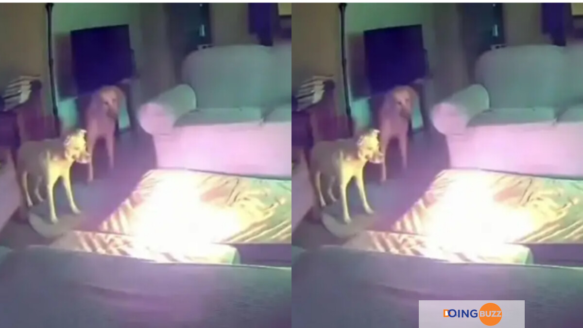 Un Chien Déclenche Un Incendie Dans Une Maison (Vidéo)