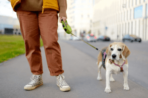 Harnais Pour Chien : Les Dernières Tendances Mode Pour Un Look Canin Irrésistible