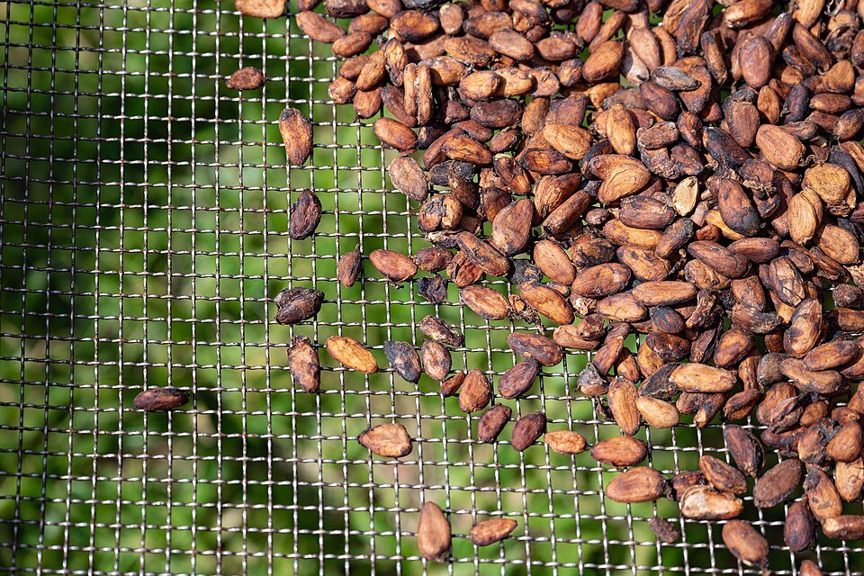 Prix du cacao en Côte d&rsquo;Ivoire 2026-2027 : 1 200 FCFA le kilo, pourquoi les planteurs contestent
